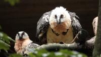 zoo orlosup bradatý